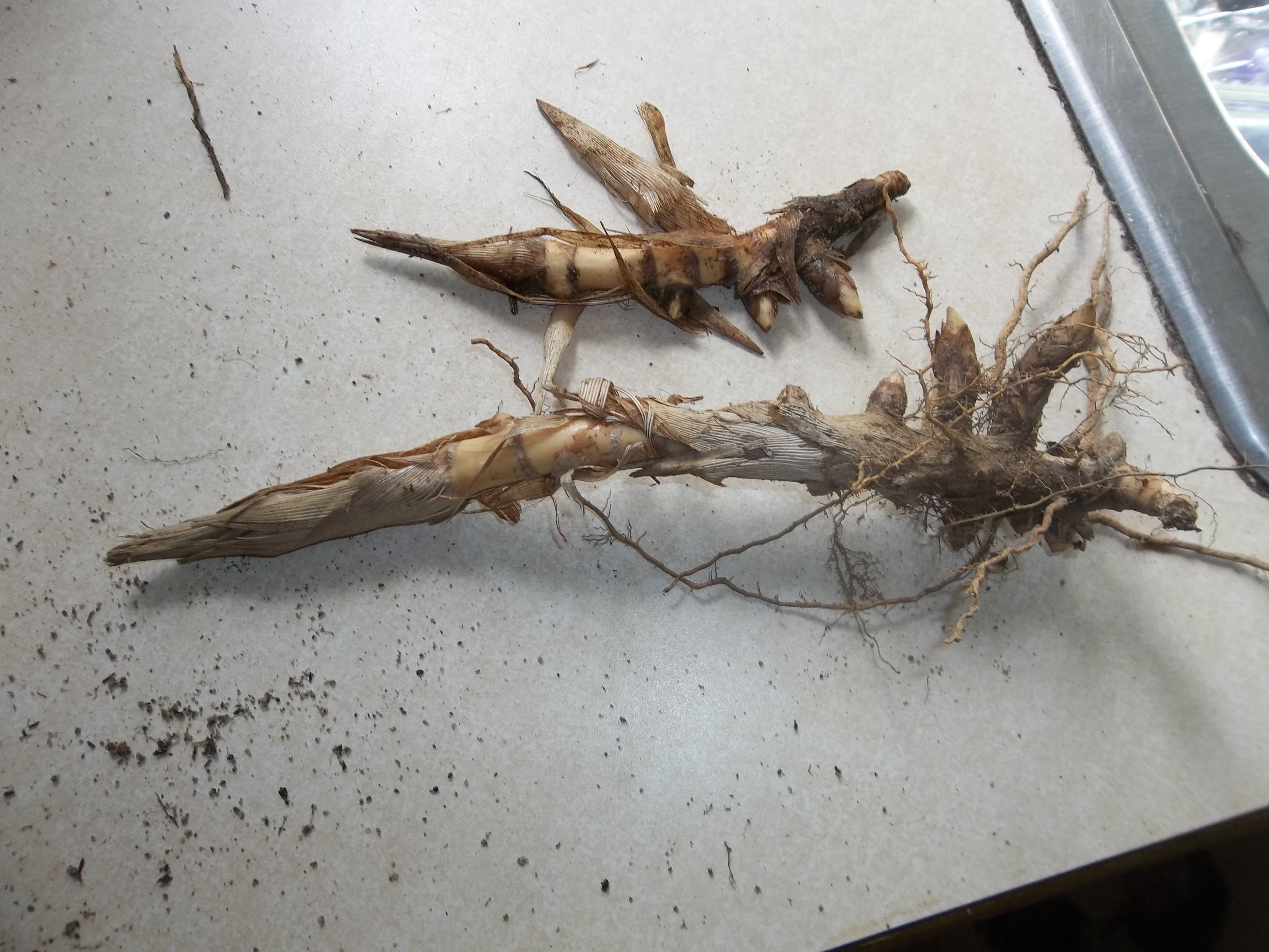 100 Small Rhizomes, 2-3" peices