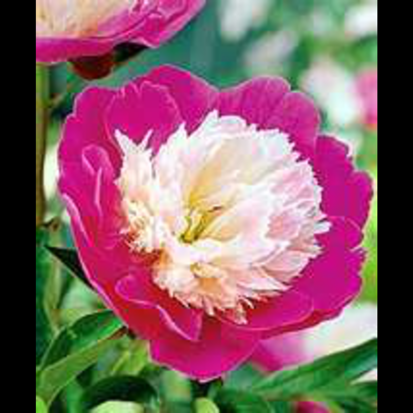 Santa Fe Peony 3-5 eye [3-5 eye] - $ : Zen Cart!, The Art of E-commerce